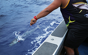 Marlin Queen Fishing Charters : Rarotonga : Business News Photos : Richard Moore : Photographer